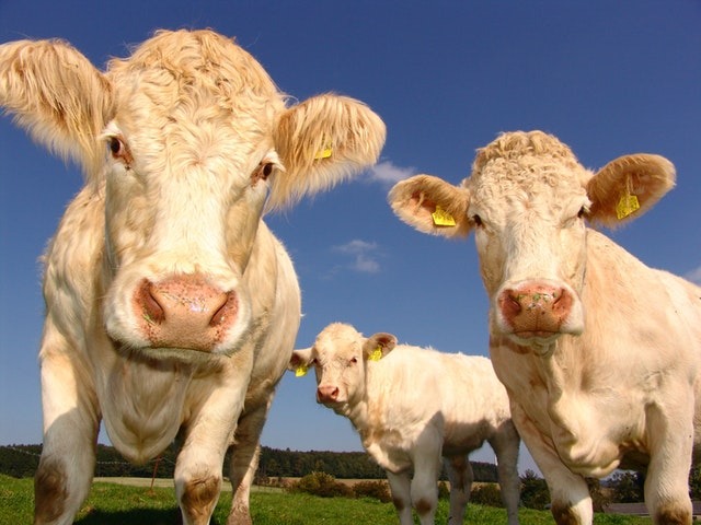 Tag RFID applicati al bestiame