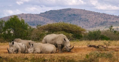 Rinoceronti Smart