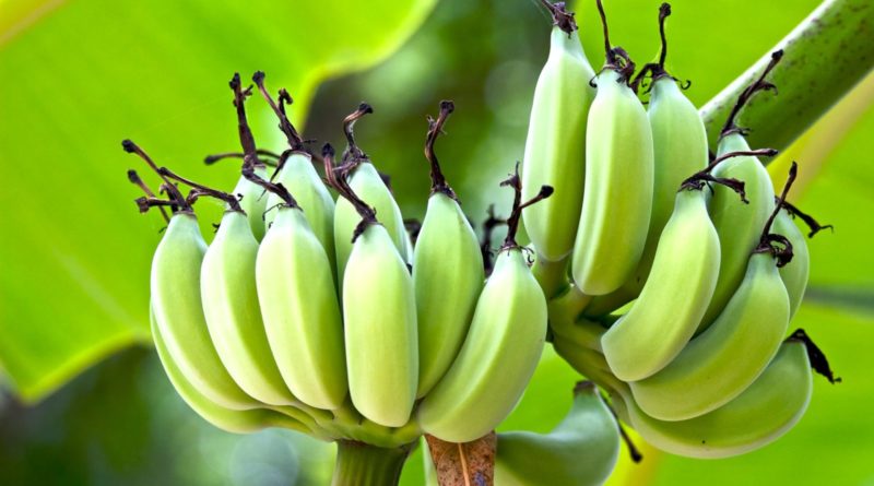 Piantagione di banane