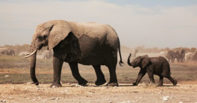 Elefanti